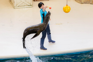 水族館スタッフとして働く八幡　奈緒さん