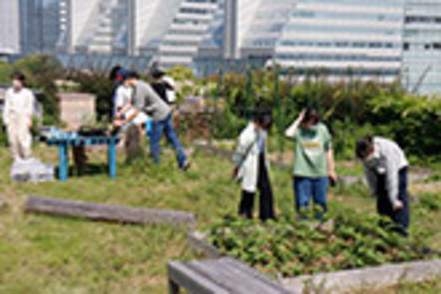 武蔵野大学 緑化されたキャンパスの屋上では、養蜂や無農薬野菜の栽培を行っており、リアルな学びによって実践的な力を身に付けます。