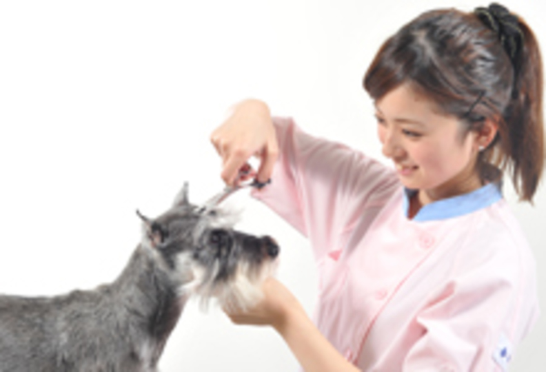 東京愛犬専門学校の風景