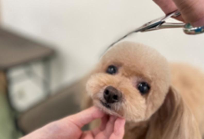 大分ドッググルーミング専門学校の風景