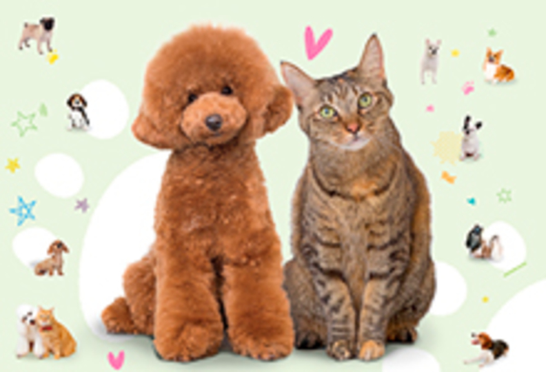 国際ペット総合専門学校の風景