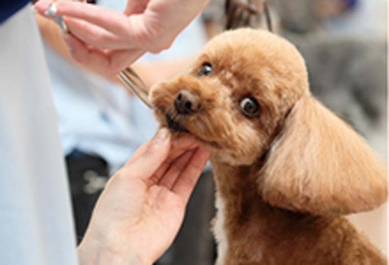 スカイ総合ペット専門学校の風景
